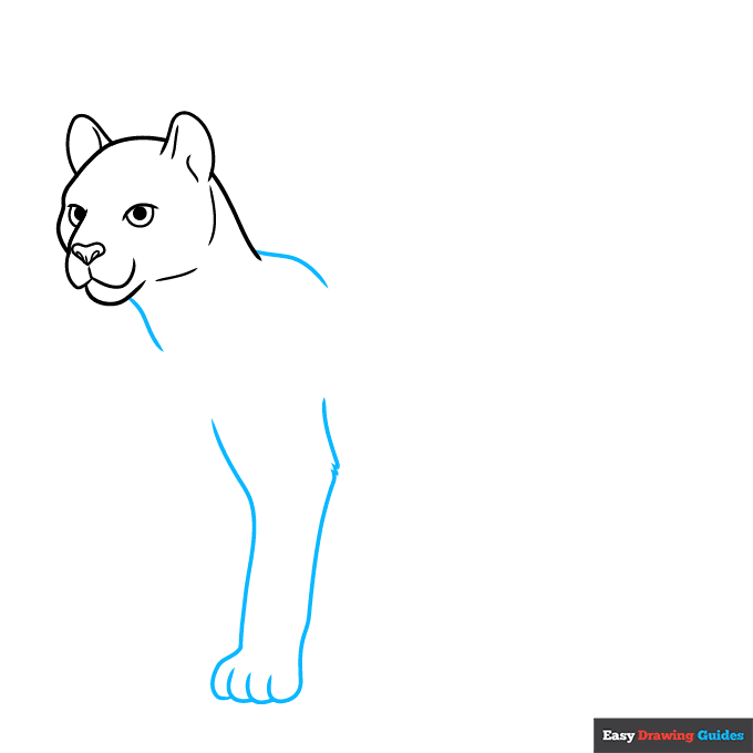 Cougar step-by-step drawing tutorial: step 4