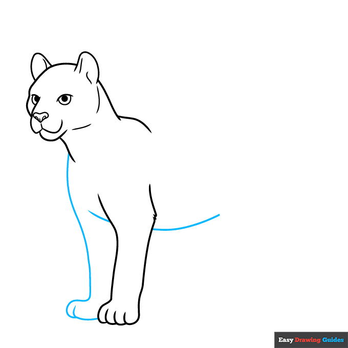 Cougar step-by-step drawing tutorial: step 5