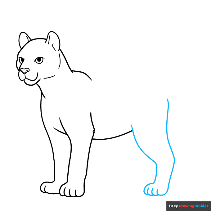 Cougar step-by-step drawing tutorial: step 6