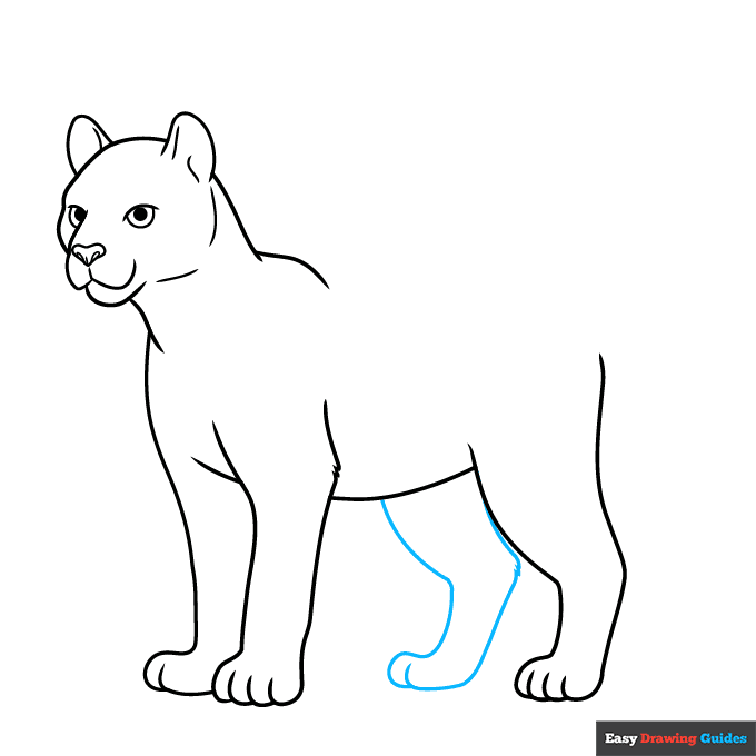 Cougar step-by-step drawing tutorial: step 7