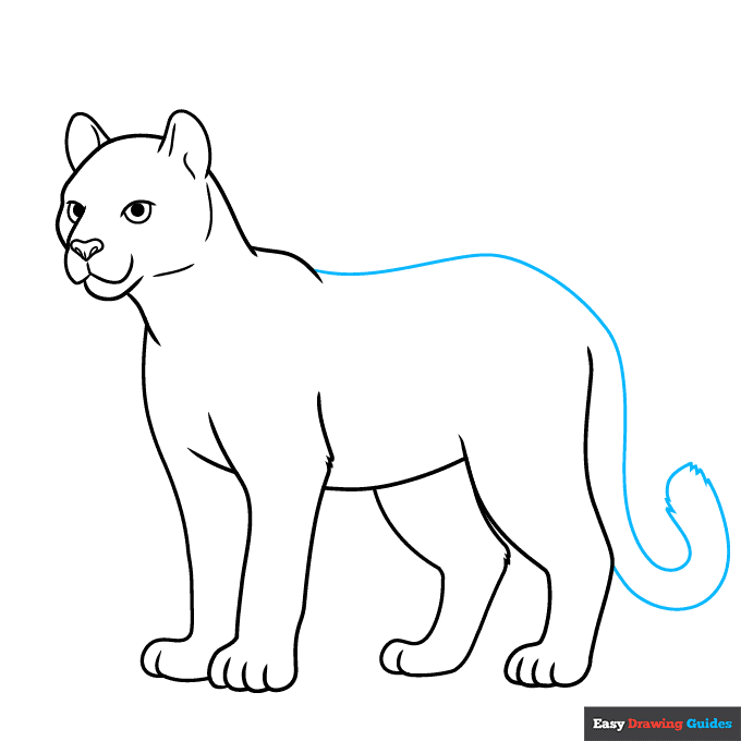 Cougar step-by-step drawing tutorial: step 8
