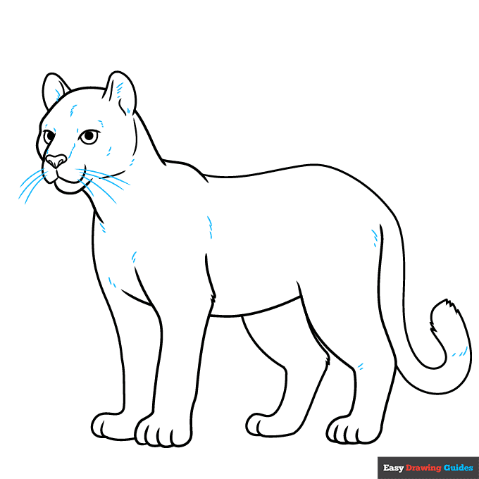 Cougar step-by-step drawing tutorial: step 9