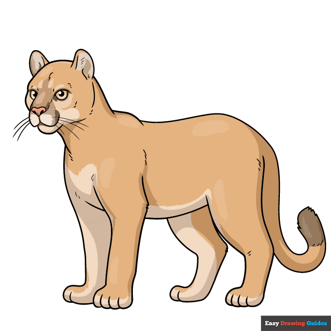 Cougar step-by-step drawing tutorial: step 11