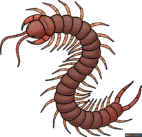 How to Draw a Centipede