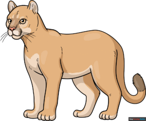 How to Draw a Cougar Featured Image