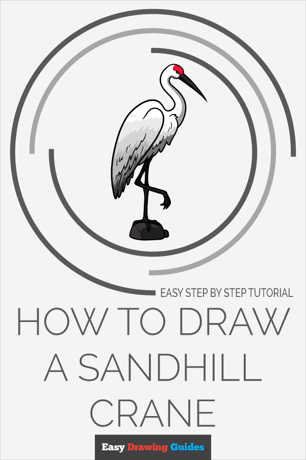 How to Draw a Sandhill Crane Pinterest Image