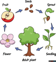 How to Draw a Plant Life Cycle