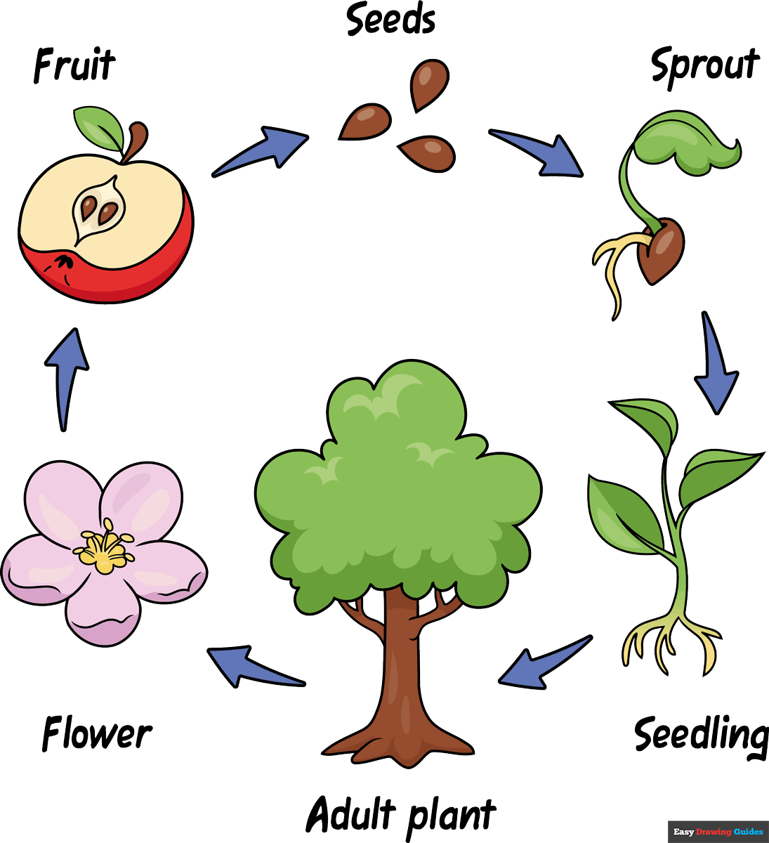 How to Draw a Plant Life Cycle Featured Image